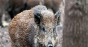 Sigade Aafrika katk jõudis Harku valda