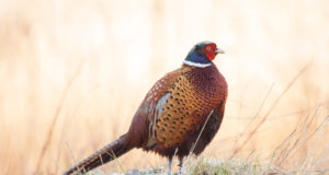 Faasan ei suuda Eesti looduses kanda kinnitada