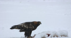 Tallinna Loomaaias toimub kotkapäev