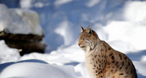 Loomaaias toimub aasta looma avaüritus