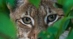 Rahvusraamatukogus näeb aasta loomast filmi