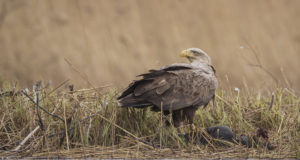 EJ 6/2017: Merikotka foorumil sooviti seatinast loobuda