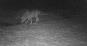 Põlvamaal hundijaht läbi, Järva- ja Saaremaa said lube juurde