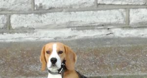 Raasiku lähedal on koer kaduma läinud