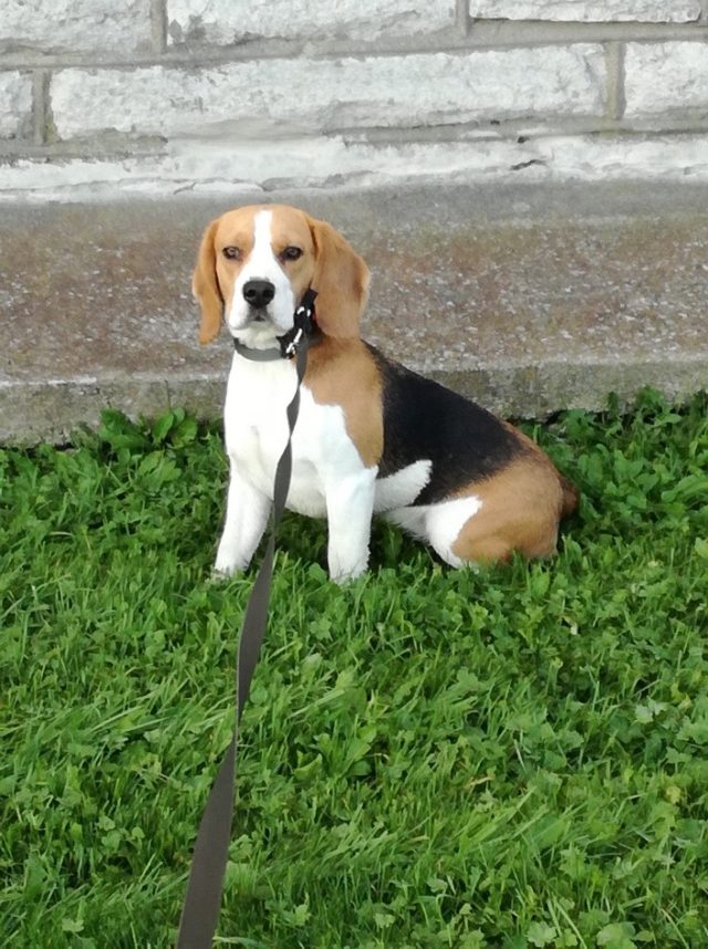 beagle-kadunud