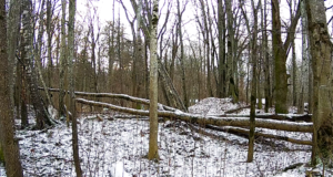 Pärnumaal toimub aasta looma teemaõhtu