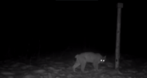 VIDEO! Koolilaste rajakaamera ette jäi ilves