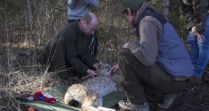 Miks ilvesed kaelustatakse?