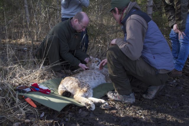 jaanus remm kaelus ilves