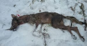 Jahimehed sooviksid küttida kärntõves hunte lubatust rohkem