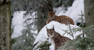 Ilveste arv on Lätis kolmekordistunud