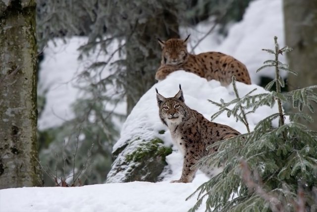 lynx-2139298_960_720