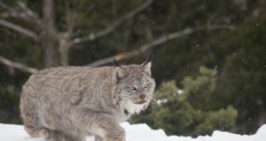 Selle aasta loomaks sai ilves