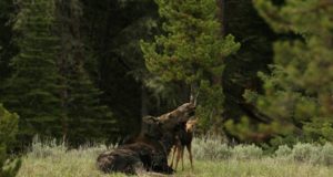 Meie suurulukite sõra- ja käpakäigust