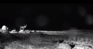 Šaakali rajakaamera ette jäi haruldane uluk