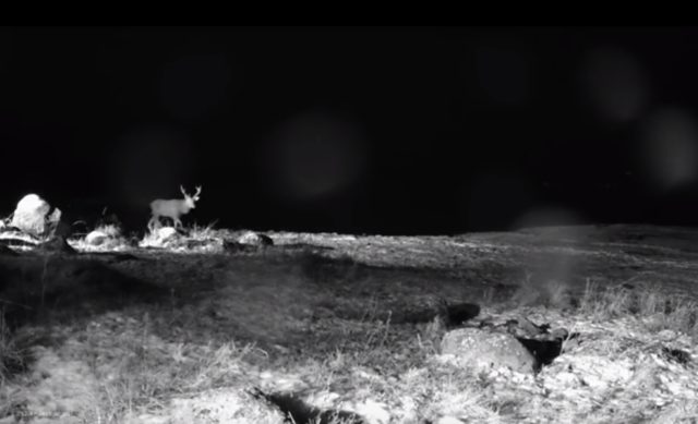 punahirv rajakaameras