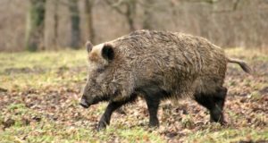 Jahimehed on küttinud 235 metssiga