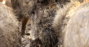 Männil: Aafrika seakatkust vabanemine on jahimeeste kätes!