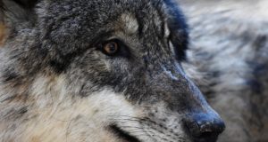 Uue aasta seisuga on kütitud 27 hunti