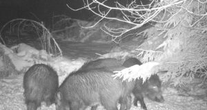 Viljandi jahimehed täitsid metssea küttimise mahu