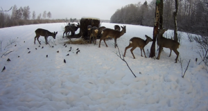 Hommikune metskitsekari rajakaameras