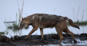 Jahimehed on küttinud 20 šaakalit