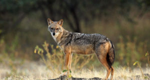 Jahimehed on küttinud 23 šaakalit