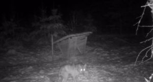 Keskkonnaamet suurendab huntide küttimismahtu kuue isendi võrra