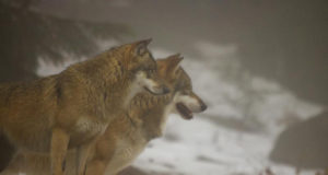 Jahimehed on küttinud 95 hunti