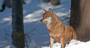 Sel jahihooajal on kütitud 61 hunti