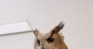 Tallinnas algab 1.oktoobril noorjahimeeste algkursus.