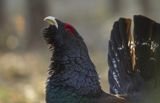 Jahimehe sisu Metsis4 030514 Muusikus