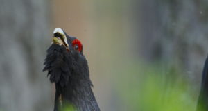 EJ 1/2018: Mõtteis metsisemängu radadel