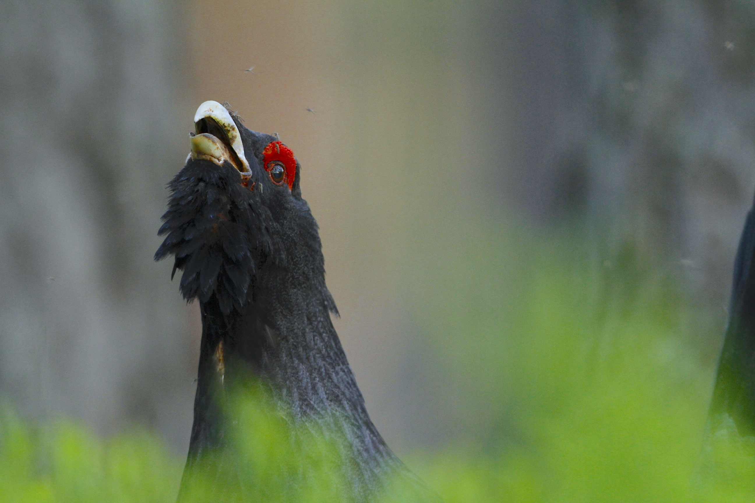 Metsis. Meenikunno 250512 Muusikus