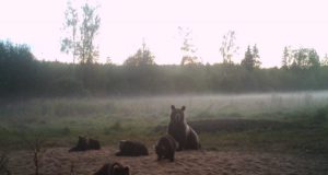 Keskkonnaamet kinnitas Eesti suurkiskjate kaitse ja ohjamise tegevusplaani