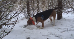 Koer, kes ohjab kärntõbe