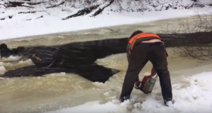 VIDEO! Jahilkäik muutus metssigade päästeoperatsiooniks (täiendatud 19.02)