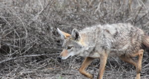 EJ 1/2018: Kohtumised šaakalitega