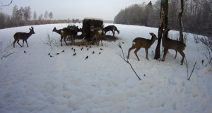 Leili metsalood: Metskitsed talvel