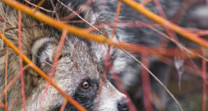 Soome väikekiskjate püüdmise võistlusel oli saagiks 230 kährikkoera