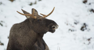 Soome jõudis hirvlaste kurtumustõbi