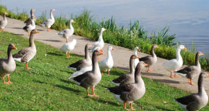 Anna VTAle teada hukkunud veelindudest