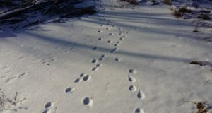 Käes on ruutloenduse aeg!