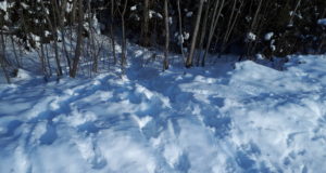 GALERII! Külma talveilmega on erinevaid loomajälgi märgata