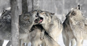 Jätk lugejakirjadele: Lõõla jahimehe kirjast ajendatuna