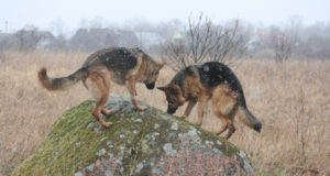 VTA ootab loomakaitsjatelt eelkõige infot, mitte sekkumist