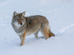 Jahimehed küttisid 95 hunti – täiendatud 11.02 kl 15.20