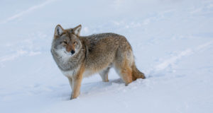 Jahimehed küttisid 95 hunti – täiendatud 11.02 kl 15.20