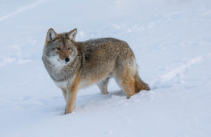 Jahimehed küttisid 95 hunti – täiendatud 11.02 kl 15.20