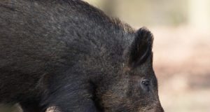 Seakatku oht pole metsadest kadunud, kuid juhtumeid on vähem